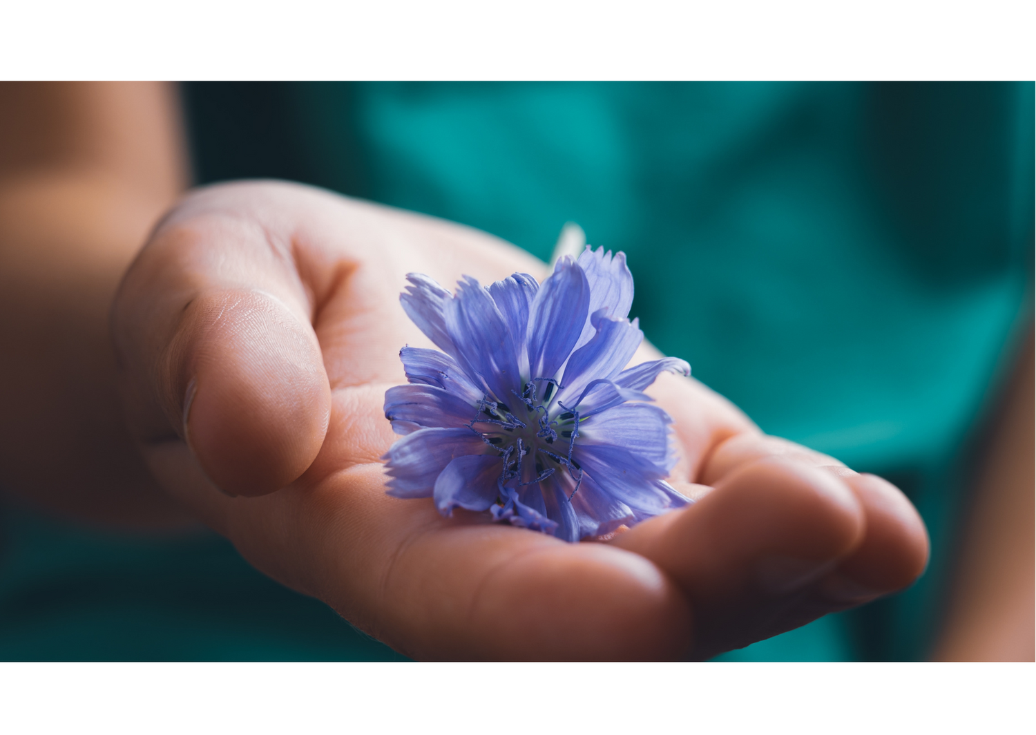 Über Innera – Hintergrundbild mit Blume