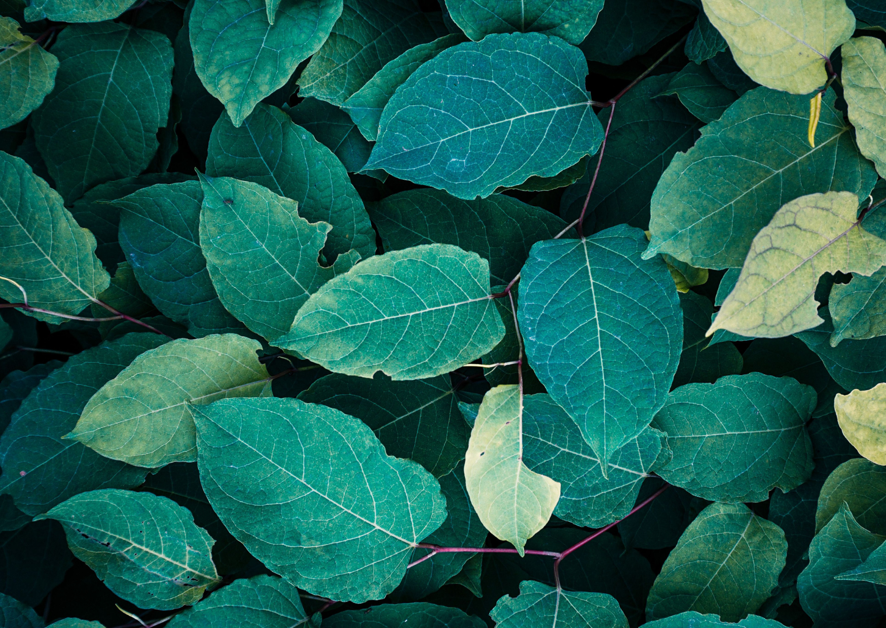 innera Startseite – Naturmotiv mit Blättern als Symbol für Vitalität und Nachhaltigkeit